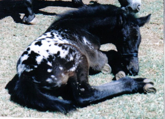 Leopard Rock Appaloosa - Appaloosa Sport Horse 